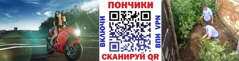 Марихуана сатива Кизел
